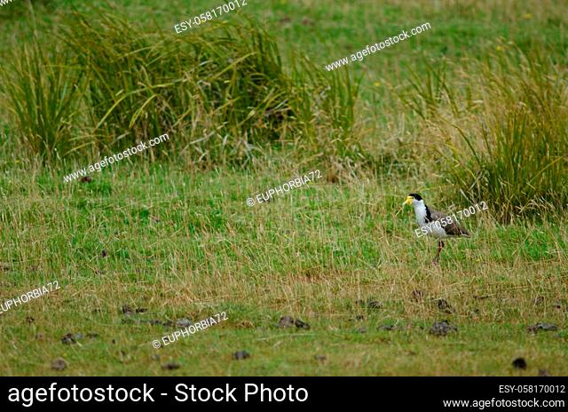 Spur-winged plover Vanellus miles novaehollandiae. Hoopers Inlet. Otago Peninsula. Otago. South Island. New Zealand