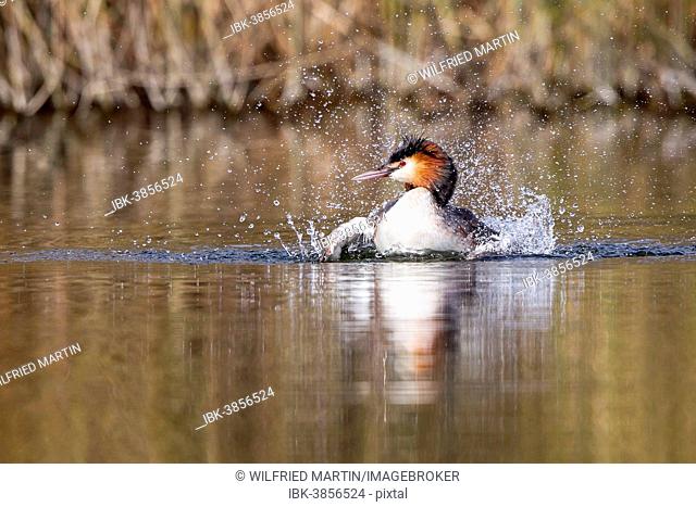 Great-crested Grebe (Podiceps cristatus), taking a bath, North Hesse, Hesse, Germany