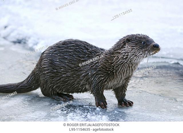 Eurasian Otter Lutra lutra young individual playing and fish feeding over frozen surface of the river in Kajaani, Finland
