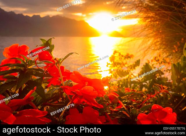 Panoramic sunset sun view of Lake Geneva, Switzerland with red colorful flowers from Montreux promenade