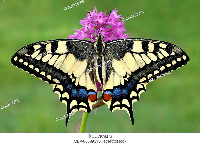 Papilio machaon, Casareggio, Liguria, Italy