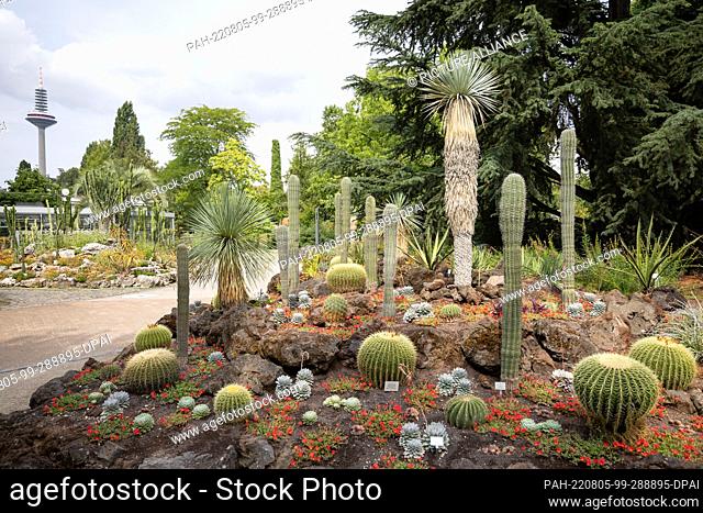 05 August 2022, Hessen, Frankfurt/Main: Cacti in the Palm Garden, with the European Tower in the background. In view of the dry summer