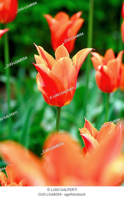 Tulipano a fior di giglio Ballerina, lily-flowered tulip