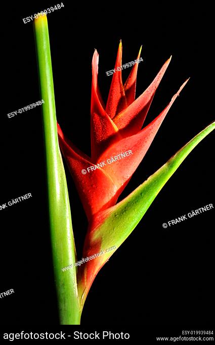 Heliconia Caribea