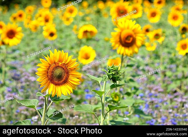 Sonnenblumenfeld, Schiffweiler, Saarland, D - Sun flower field, Schiffweiler, Saarland, Germany