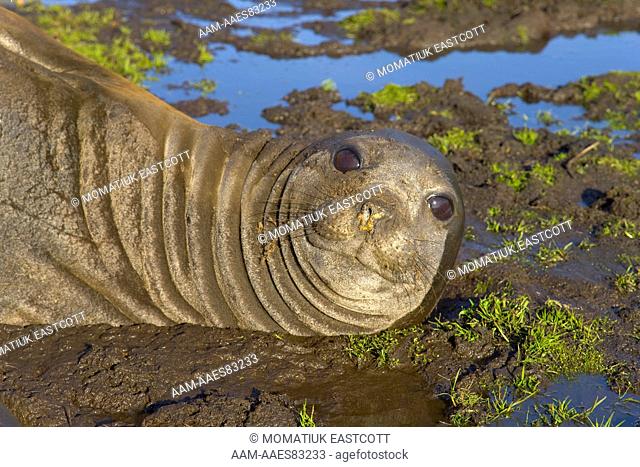 Southern Elephant Seal (Mirounga leonina) wallowing in mud while moulting on beach, fall, Cumberland Bay; Southern Ocean; Antarctic Convergance; South Georgia...