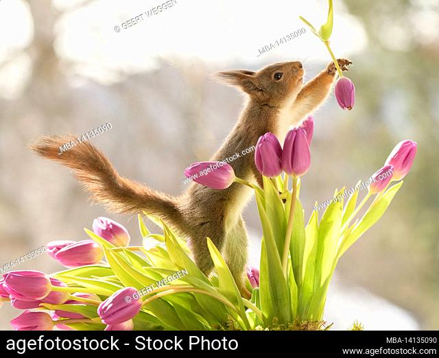 red squirrel is reaching at a magenta tulip