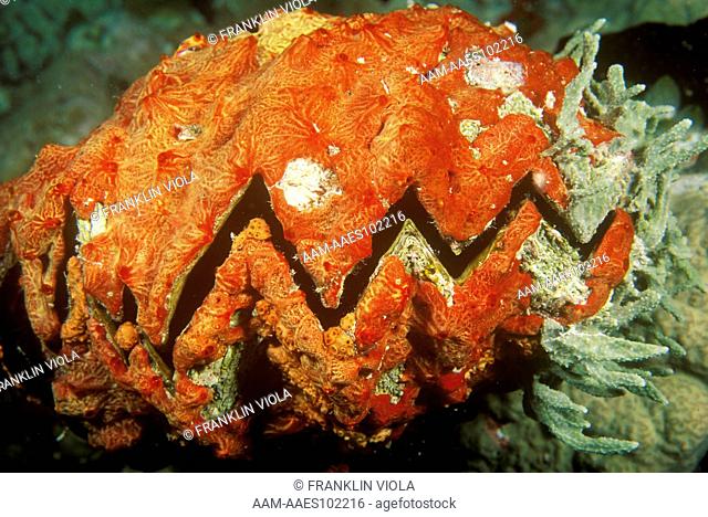 Comb Oyster (Lopha cristagali) zig-zag bivalve covered by red encrusting Sponge, Malaysia