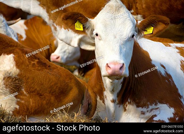 Close-up of a herd of cattle