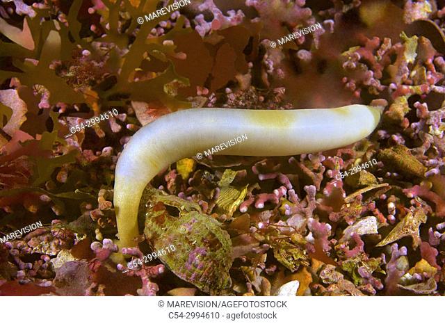 Marine worm. Peanut worm. Sipuncula (Golfingia vulgaris). Eastern Atlantic. Galicia. Spain. Europe