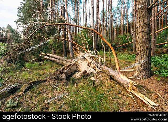 Windfall in forest. Storm damage. Fallen trees in coniferous forest after strong hurricane wind in Russia