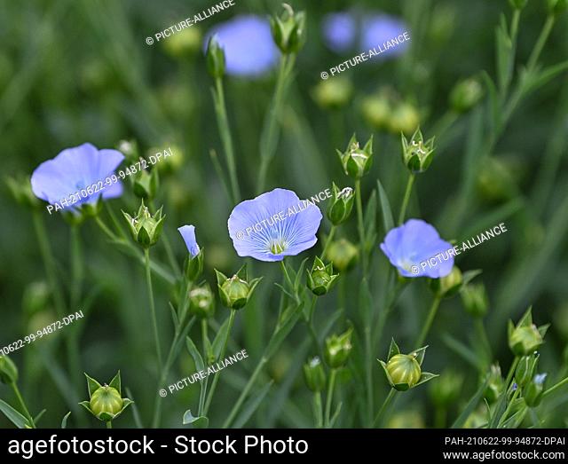 22 June 2021, Brandenburg, Dürrenhofe: Flowers and fruiting bodies of flax are seen on a field of the agricultural cooperative Unterspreewald e.G