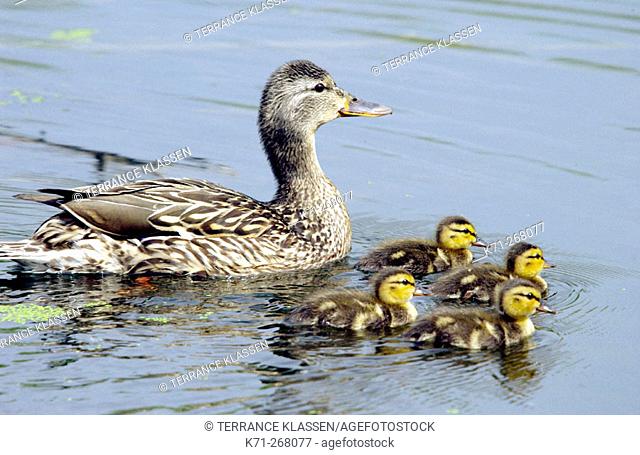 Mallard duck and ducklings in the ponds of the Fort Whyte Nature Center in Winnipeg. Canada