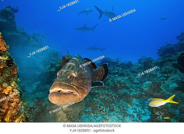 large black grouper, Mycteroperca bonaci, and Caribbean Reef Sharks, Carcharhinus perezi, black grouper can grow up to 1 5 m weighing 100 kg, Grand Bahama