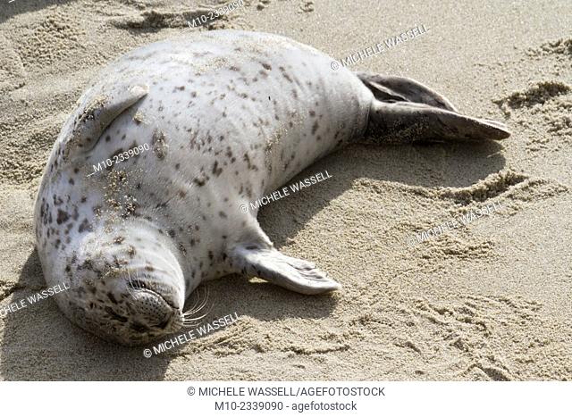 A Harbor Seal pup sunbathing on the beach in La Jolla, California, USA