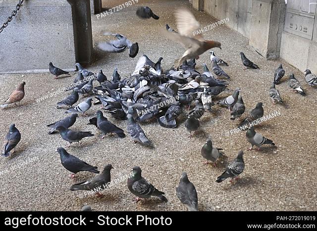 Pigeons pounce on food in Munich, downtown, city, pigeon plague. - Munich/Bayern/Deutschland
