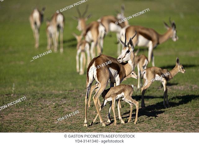 Springboks (Antidorcas marsupialis). Kgalagadi Transfrontier Park in rainy season, Kalahari Desert, South Africa/Botswana