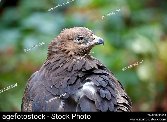 A Lesser Spotted Eagle in the National Park Bavarian Forest