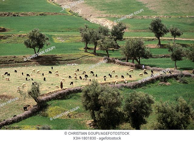 flock of sheep, Addouz valley, High Atlas, Morocco, North Africa