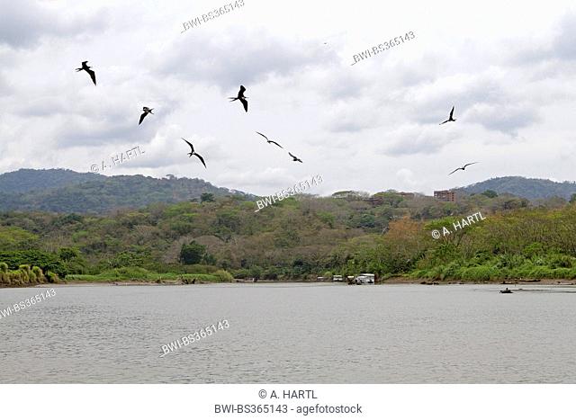 great frigate bird (Fregata minor), several frigate birds fishing at the mouth of a river, Costa Rica, Rio Tarcoles