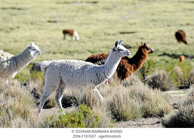 Llamas, Reserva Nacional de las Vicunas, Lauca National park, Lamas, Nationalpark, Norte Grande, northern Chile, Nordchile, Chile, South America, Suedamerika