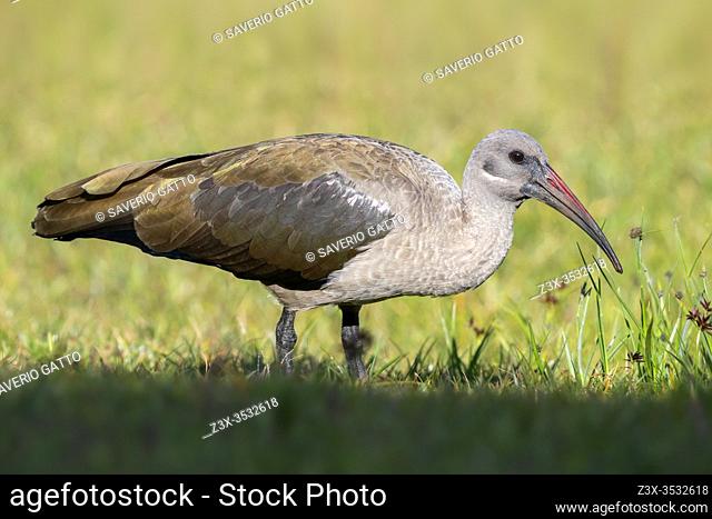 Hadada Ibis (Bostrychia hagedash), side view of an adult standing on the ground, Western Cape, South Africa