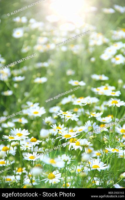 White chamomiles in sunny rays blossoming in field. Summer chamomiles. Herbal flowers
