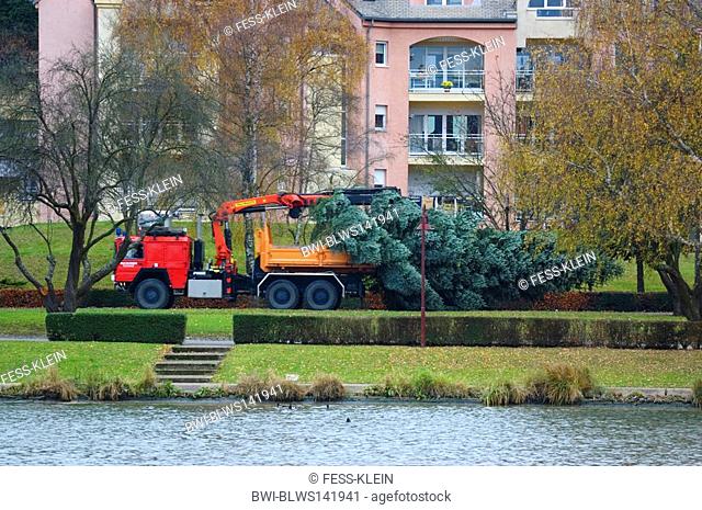 christmas tree transport in Luxemburg, Luxembourg