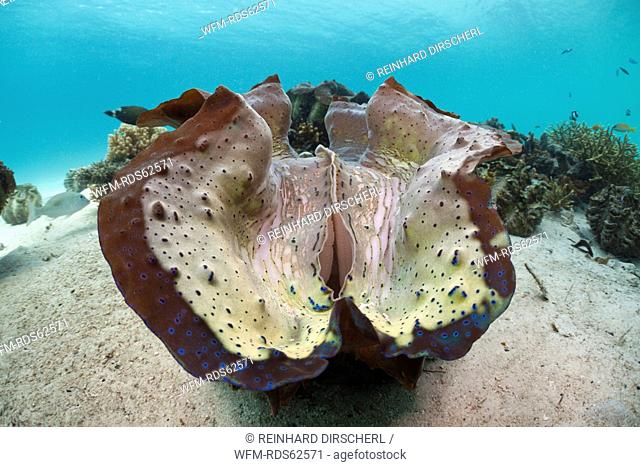 Great Clam, Tridacna squamosa, Cenderawasih Bay, West Papua, Indonesia