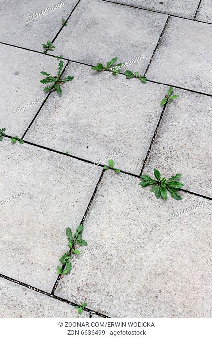 Pflanzen wachsen zwischen Steinplatten aus einem Boden heraus