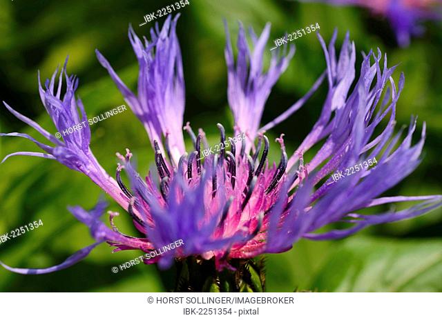 Blue-violet flower of the Perennial Cornflower or Montane Knapweed (Centaurea montana L.)