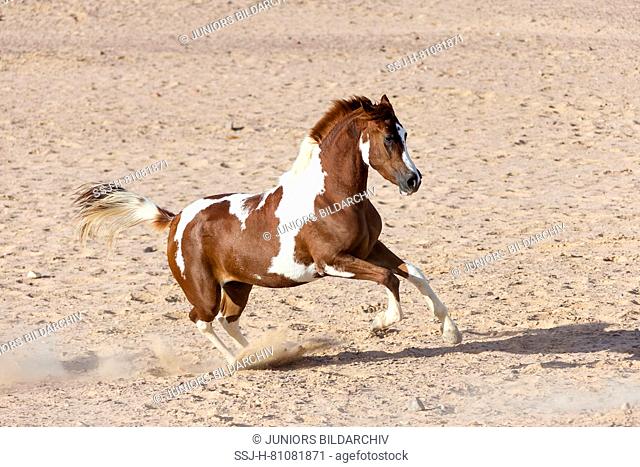 Paint Horse. Skewbald mare galloping in the desert. Egypt