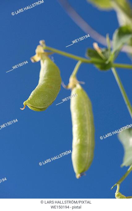 Peas growing in garden. Fresh ripe green vegetables in close up and blue sky
