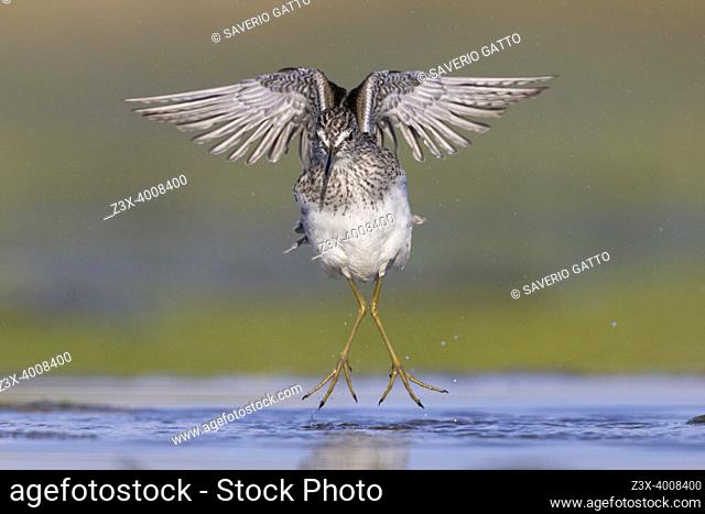 Wood Sandpiper (Tringa glareola), front view of an adult in flight, Campania, Italy