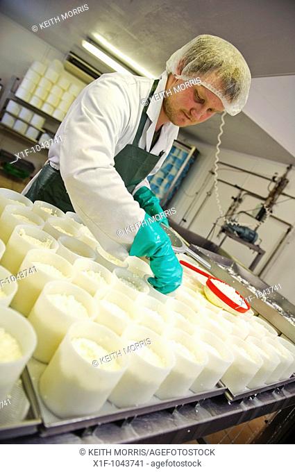 Pouring curds into cheese moulds at Caws Cenarth welsh organic farmhouse cheese makers, west wales UK
