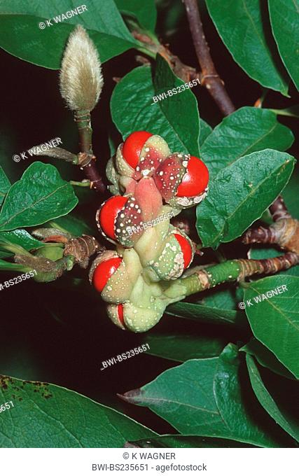 Kobus Magnolia Magnolia kobus, fruit
