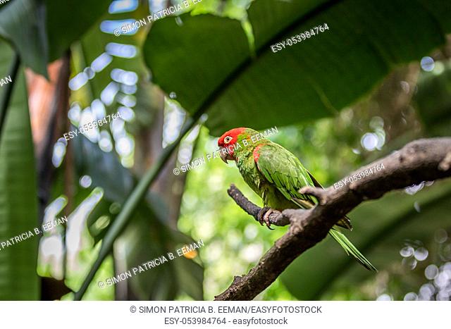 Red headed conure on a branch in the forest