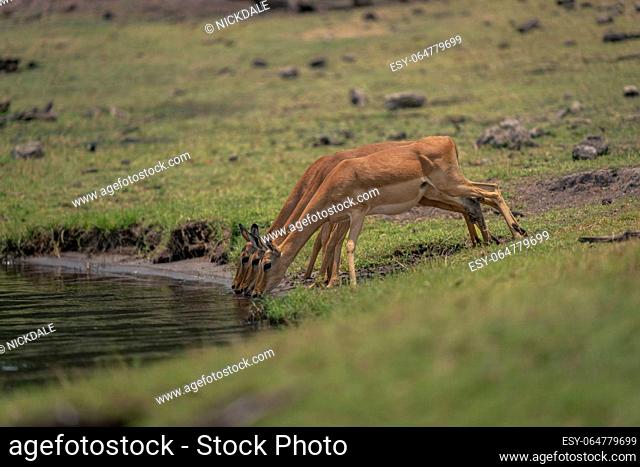 Three female common impalas drink from river