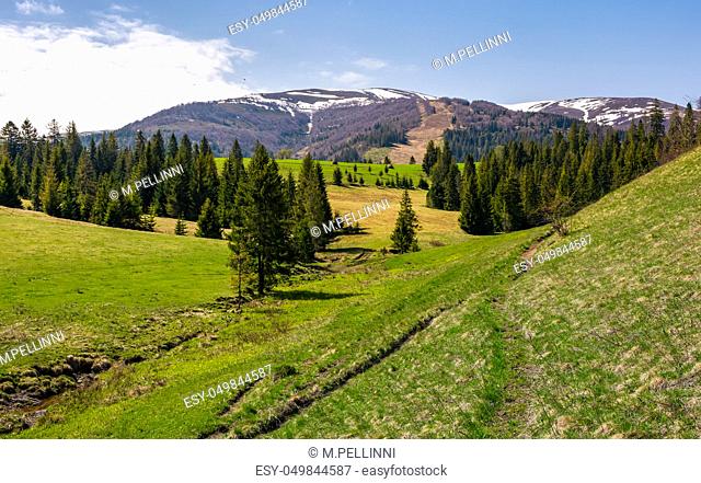mountainous landscape with coniferous forest. lovely springtime scenery at the foot of Borzhava mountain ridge. location - Pylypets, TransCarpathian region