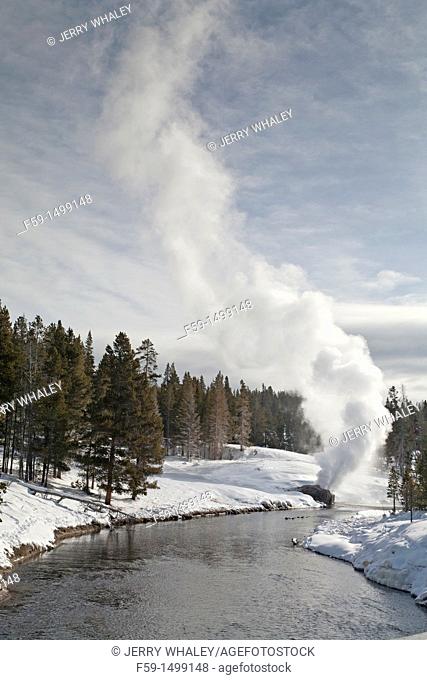 Riverside Geyser, Winter, Upper Geyser Basin, Yellowstone NP, WY