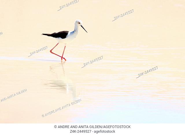 Black-winged Stilt (Himantopus himantopus) foraging in water with reflection, Sossusvlei, Namibia