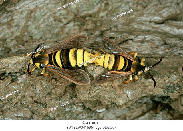 poplar hornet clearwing, hornet moth Sesia apiformis, Aegeria apiformis, during corpulation, Germany, Bavaria