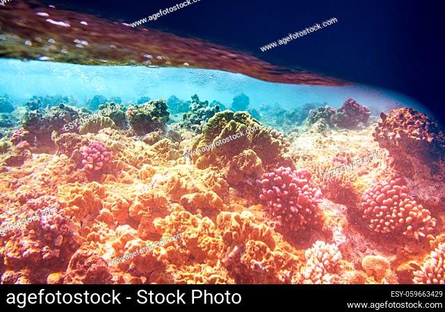Living Coral reef in Red Sea, Egypt. Natural unusual background