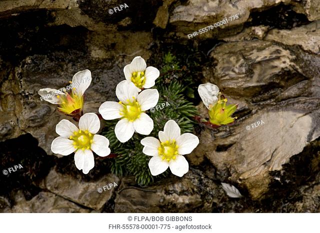 One-flowered Cushion Saxifrage Saxifraga burseria flowering, growing on limestone rocks at high altitude, Julian Alps, Slovenia, june