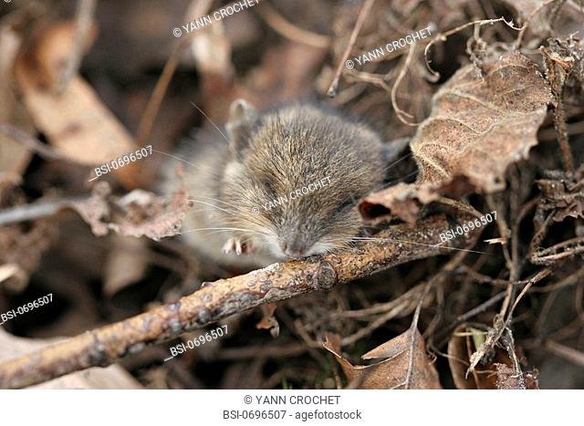 Long-tailed field mouse Young long-tailed field mouse Apodemus sylvaticus. Picardy, France