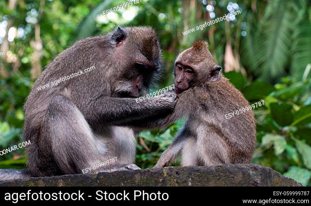 Monkeys in monkey forest Ubdus Indonesia