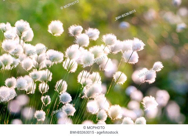 tussock cotton-grass, hare's-tail cottongrass (Eriophorum vaginatum), fruiting, Germany, Lower Saxony, Goldenstedter Moor
