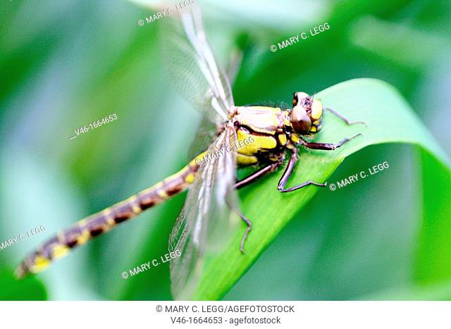 Emerging Common Clubtail, Gomphus vulgatissimus clings to grass  Grey eyes will change to olive or brown color as mature  Males will turn green as they mature...