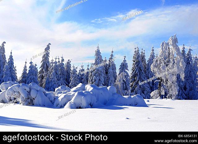 Black Forest in Winter, Spruce Forest, Black Forest High Road, Snowy Landscape, Snowy Fir Tree, Snowy Birch Trees