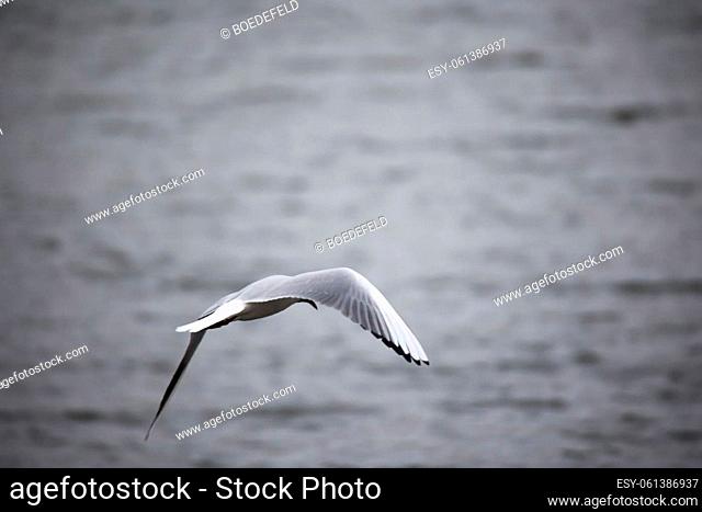 A black-headed gull, seagull, photographed in flight